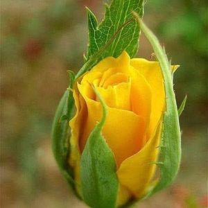 Meet your Posher, Janet